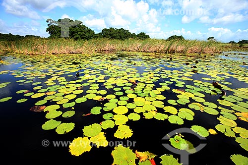  Subject: Biological Reserve Lago Piratuba (Piratuba Lake)  / Place: Amapa state (AP) - Brazil / Date: 05/2012 