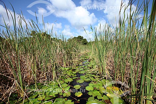  Subject: aquatic plants on Biological Reserve Lago Piratuba (Piratuba Lake)  / Place: Amapa state (AP) - Brazil / Date: 05/2012 