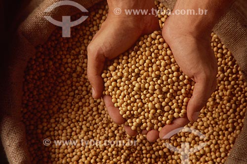  Subject: Detail of hands by holding grains of soybean / Place: Studio / Date: 10/2009 