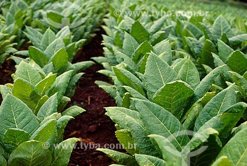  Subject: Detail of plantation of tobacco / Place: Santa Cruz do Sul city -  Rio Grande do Sul state (RS) - Brazil / Date: 06/2011 