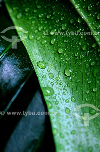  Subject: Raindrops on vegetation typical of the Atlantic Forest / Place: Teresopolis city - Rio de Janeiro state (RJ) - Brazil / Date: 01/2008 