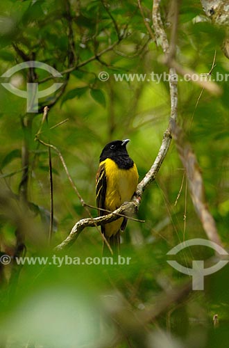  Chopim-do-brejo (Pseudoleistes guirahuro) in Serra dos Orgaos National Park  - Teresopolis city - Rio de Janeiro state (RJ) - Brazil