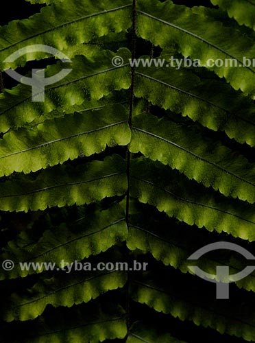  Subject: Details of fern leafs / Place: Teresopolis city - Rio de Janeiro state (RJ) - Brazil / Date: 02/2008 