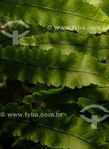  Subject: Details of fern leafs / Place: Teresopolis city - Rio de Janeiro state (RJ) - Brazil / Date: 02/2008 