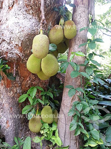  Subject: Jackfruit tree (Artocarpus heterophyllus) in Henrique Lage Park - known as Lage Park / Place: Jardim Botanico neighborhood - Rio de Janeiro city - Rio de Janeiro state (RJ) - Brazil / Date: 12/2012 