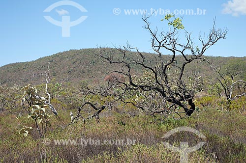  Subject: Typical landscape of the cerrado (savannah) / Place: Goias state (GO) - Brazil / Date: 07/2007 