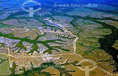  Subject: View of pine plantation / Place: Amapa state (AP) - Brazil / Date: 2003 