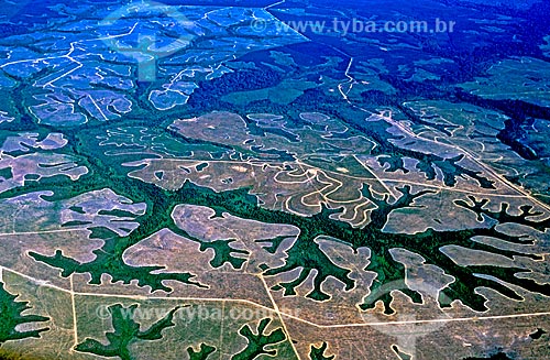  Subject: View of pine plantation / Place: Amapa state (AP) - Brazil / Date: 2003 