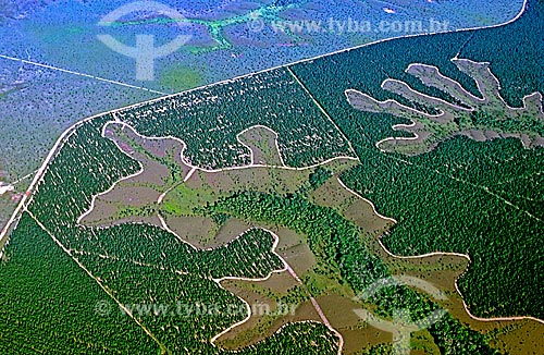  Subject: View of pine plantation / Place: Amapa state (AP) - Brazil / Date: 2003 