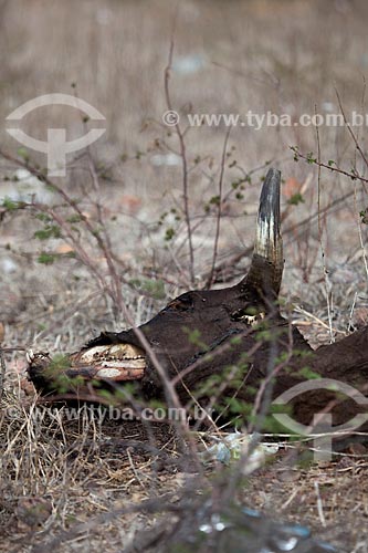  Subject: Livestock dead by drought / Place: Near to Calumbi city - Pernambuco city (PE) - Brazil / Date: 01/2013 