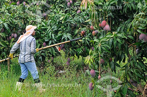  Subject: Harvest of mango / Place: Candido Rodrigues city - Sao Paulo state (SP) - Brazil / Date: 01/2013 