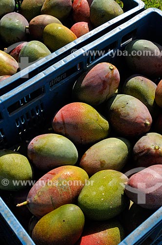  Subject: Newly harvested mangoes / Place: Candido Rodrigues city - Sao Paulo state (SP) - Brazil / Date: 01/2013 