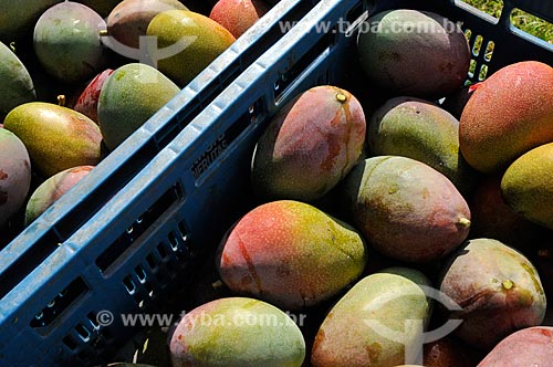  Subject: Newly harvested mangoes / Place: Candido Rodrigues city - Sao Paulo state (SP) - Brazil / Date: 01/2013 