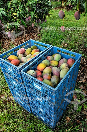  Subject: Newly harvested mangoes / Place: Candido Rodrigues city - Sao Paulo state (SP) - Brazil / Date: 01/2013 