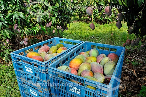  Subject: Newly harvested mangoes / Place: Candido Rodrigues city - Sao Paulo state (SP) - Brazil / Date: 01/2013 