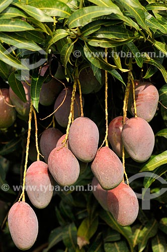  Subject: Mangos still at Mango tree (Mangifera indica L) / Place: Candido Rodrigues city - Sao Paulo state (SP) - Brazil / Date: 01/2013 