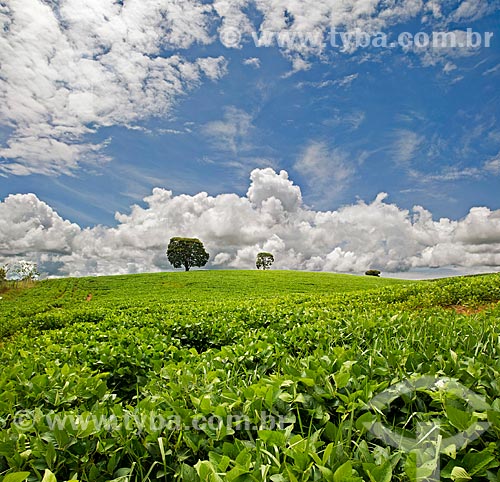  Subject: Soybean plantation / Place: Near to Cruzilia city - Minas Gerais state (MG) - Brazil / Date: 01/2013 