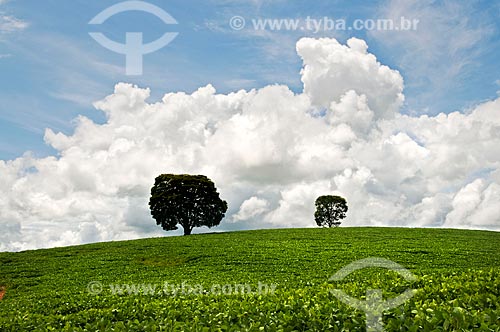  Subject: Soybean plantation / Place: Near to Cruzilia city - Minas Gerais state (MG) - Brazil / Date: 01/2013 