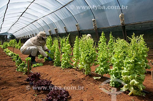  Subject: Greenhouse with lettuces at Research Station and Genetic Improvement / Place: Carandai city - Minas Gerais state (MG) - Brazil / Date: 03/2012 