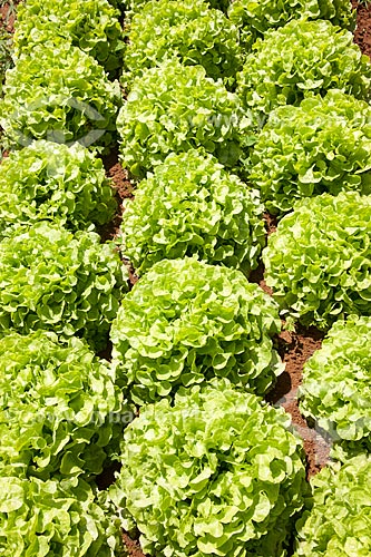  Subject: Lettuces at Research Station and Genetic Improvement / Place: Carandai city - Minas Gerais state (MG) - Brazil / Date: 03/2012 