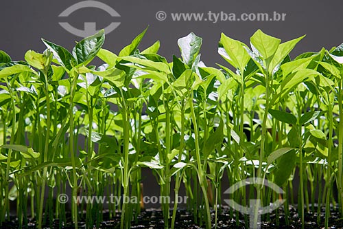  Subject: Seedlings of bell pepper at Research Station and Genetic Improvement / Place: Carandai city - Minas Gerais state (MG) - Brazil / Date: 03/2012 