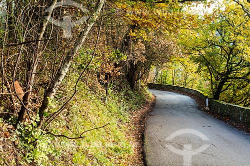  Subject: Road with typical landscape of the Tuscany region / Place: Impruneta - Florence - Italy - Europe / Date: 12/2012 
