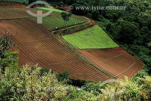  Subject: Plantation of vegetables / Place: Teresopolis city - Rio de Janeiro state (RJ) - Brazil / Date: 12/2012 