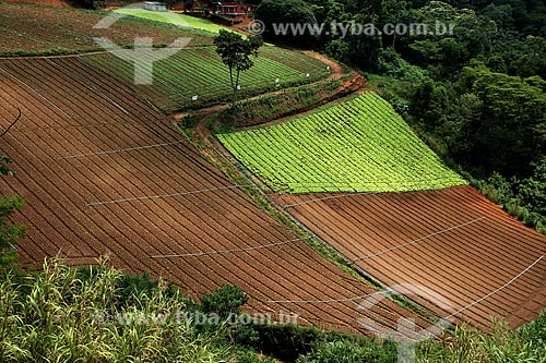  Subject: Plantation of vegetables / Place: Teresopolis city - Rio de Janeiro state (RJ) - Brazil / Date: 12/2012 