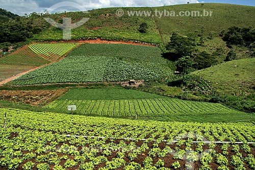  Subject: Plantation of vegetables / Place: Teresopolis city - Rio de Janeiro state (RJ) - Brazil / Date: 12/2012 
