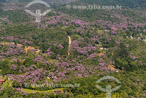  Subject: Manaca (Tibouchina mutabilis) at Mar Mountains / Place: Sao Bernardo do Campo city - Sao Paulo state (SP) - Brazil / Date: 02/2013 