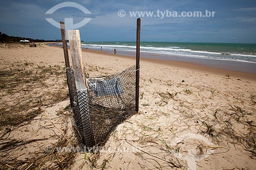  Subject: Hawksbill sea turtle (Eretmochelys imbricata) nest at Intermares Beach - Urban Turtle Project (NGO Guajiru) / Place: Cabedelo city - Paraiba state (PB) - Brazil / Date: 02/2013 