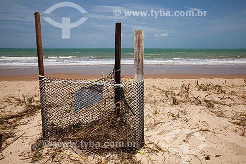  Subject: Hawksbill sea turtle (Eretmochelys imbricata) nest at Intermares Beach - Urban Turtle Project (NGO Guajiru) / Place: Cabedelo city - Paraiba state (PB) - Brazil / Date: 02/2013 