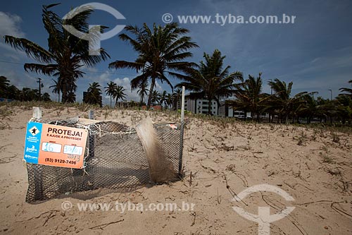  Subject: Hawksbill sea turtle (Eretmochelys imbricata) nest at Intermares Beach - Urban Turtle Project (NGO Guajiru) / Place: Cabedelo city - Paraiba state (PB) - Brazil / Date: 02/2013 