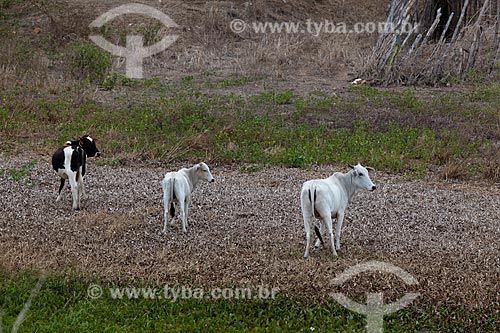  Subject: Cattle grazing on the surroundings of dam of the Chaves Farm on KM 96 of the highway BR-230 / Place: Gurinhem city - Paraiba state (PB) - Brazil / Date: 02/2013 