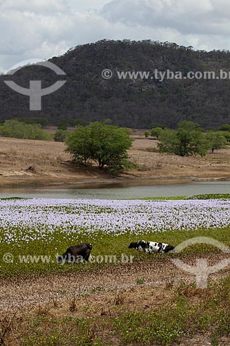  Subject: Cattle grazing on the surroundings of dam of the Chaves Farm on KM 96 of the highway BR-230 / Place: Gurinhem city - Paraiba state (PB) - Brazil / Date: 02/2013 