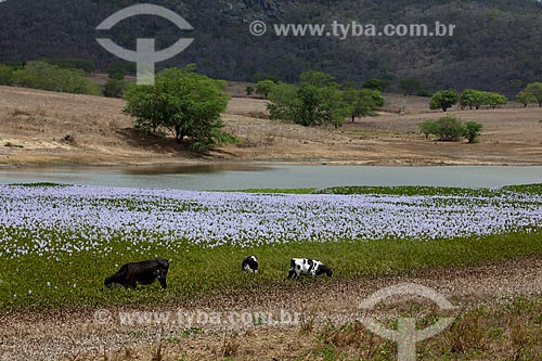  Subject: Cattle grazing on the surroundings of dam of the Chaves Farm on KM 96 of the highway BR-230 / Place: Gurinhem city - Paraiba state (PB) - Brazil / Date: 02/2013 