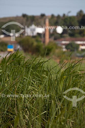 Subject: Planting of sugarcane with Uruae Mill (XVII century) in the background / Place: Goiana city - Pernambuco state (PE) - Brazil / Date: 02/2013 