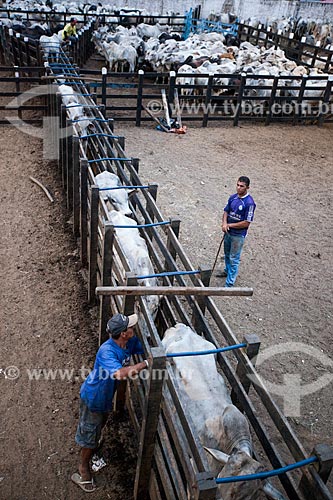  Subject: Cattle in a corridor to Santa Terezinha Park / Place: Alagoa Grande city - Paraiba state (PB) - Brazil / Date: 02/2013 