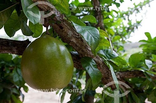  Subject: Details of fruit of Calabash tree (Crescentia cujete) / Place: Areia city - Paraiba state (PB) - Brazil / Date: 02/2013 