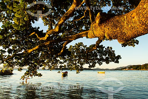  Subject: Detail of tree branch and fishing boats on the  beach Ribeirao da Ilha / Place: Florianopolis city - Santa Catarina state (SC) - Brazil / Date: 04/2013 