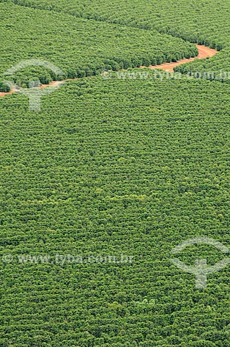  Subject: Coffee plantation / Place: Sao Roque de Minas city - Minas Gerais state (MG) - Brazil / Date: 03/2013 