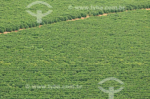  Subject: Coffee plantation / Place: Sao Roque de Minas city - Minas Gerais state (MG) - Brazil / Date: 03/2013 