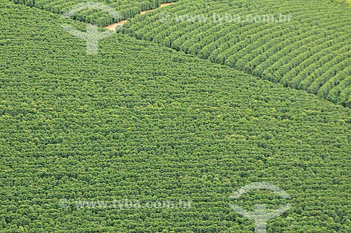  Subject: Coffee plantation / Place: Sao Roque de Minas city - Minas Gerais state (MG) - Brazil / Date: 03/2013 