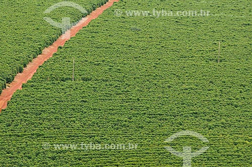  Subject: Coffee plantation / Place: Sao Roque de Minas city - Minas Gerais state (MG) - Brazil / Date: 03/2013 
