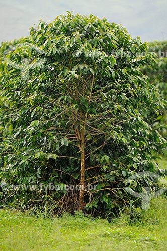  Subject: Coffee plantation / Place: Sao Roque de Minas city - Minas Gerais state (MG) - Brazil / Date: 03/2013 