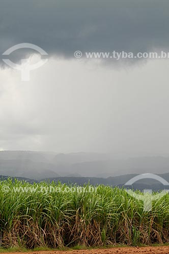  Subject: Planting of sugarcane to produce alcohol / Place: Delfinopolis city - Minas Gerais state (MG) - Brazil / Date: 03/2013 