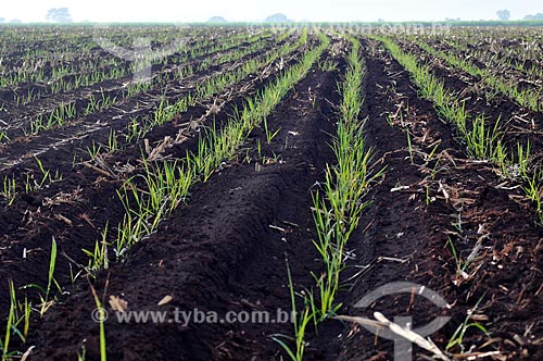  Subject: Plantation of sugarcane / Place: Guaira city- Sao Paulo state (SP) - Brazil / Date: 03/2013 