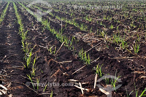  Subject: Plantation of sugarcane / Place: Guaira city- Sao Paulo state (SP) - Brazil / Date: 03/2013 