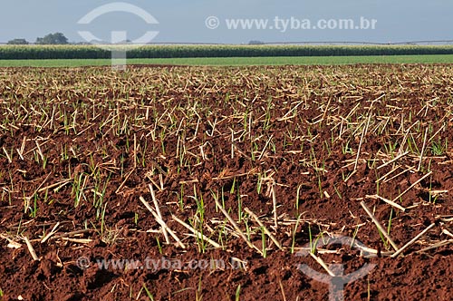  Subject: Plantation of sugarcane / Place: Guaira city- Sao Paulo state (SP) - Brazil / Date: 03/2013 