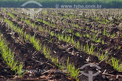  Subject: Plantation of sugarcane / Place: Guaira city- Sao Paulo state (SP) - Brazil / Date: 03/2013 